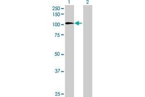 Western Blot analysis of MDM1 expression in transfected 293T cell line by MDM1 MaxPab polyclonal antibody. (MDM1 anticorps  (AA 1-714))