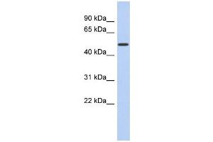 WB Suggested Anti-FAM71D Antibody Titration:  0. (FAM71D anticorps  (Middle Region))