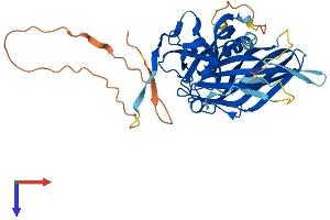AlphaFold protein structure predicition of Mouse Recombinant Poldip2 Protein, UniprotID Q91VA6