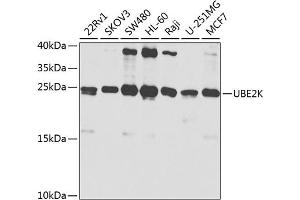 Western blot analysis of extracts of various cell lines, using UBE2K antibody (ABIN3021402, ABIN3021403, ABIN3021404 and ABIN6215017) at 1:1000 dilution. (UBE2K anticorps  (AA 1-100))