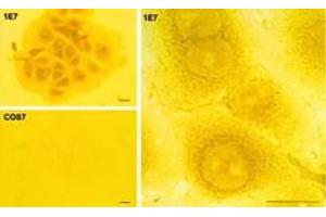 AANAT in COS-7 and 1E7 cells detected by ICC using AANAT polyclonal antibody (PAB12505). (AANAT anticorps)