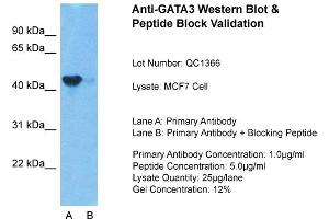 Host: Rabbit Target Name: GATA3 Sample Type: MCF7 Lane A: Primary Antibody Lane B: Primary Antibody + Blocking Peptide Primary Antibody Concentration: 1ug/ml Peptide Concentration: 5. (GATA3 anticorps  (N-Term))