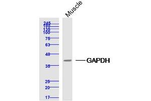 Mouse muscle lysates probed with GAPDH Polyclonal Antibody, Unconjugated  at 1:300 dilution and 4˚C overnight incubation. (GAPDH anticorps  (AA 1-335))