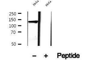 Western blot analysis of extracts of HeLa cells, using LRPPRC antibody. (LRPPRC anticorps  (Internal Region))