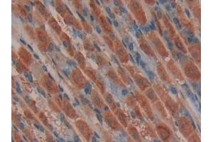 Detection of MIB2 in Mouse Stomach Tissue using Polyclonal Antibody to Mindbomb Homolog 2 (MIB2)