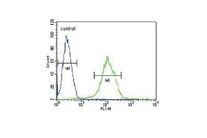 CFHR5 Antibody (Center) (ABIN651876 and ABIN2840434) flow cytometric analysis of CEM cells (right histogram) compared to a negative control cell (left histogram).