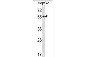 POFUT2 Antibody (Center) (ABIN656784 and ABIN2846002) western blot analysis in HepG2 cell line lysates (35 μg/lane). (POFUT2 anticorps  (AA 228-257))