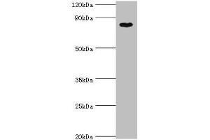 Western blot All lanes: BAP1 antibody at 8 μg/mL + Hela whole cell lysate Secondary Goat polyclonal to rabbit IgG at 1/10000 dilution Predicted band size: 80 kDa Observed band size: 80 kDa (BAP1 anticorps  (AA 460-729))