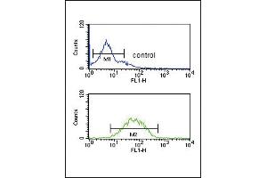SPRY4-Y75 Antibody (ABIN652338 and ABIN2841560) flow cytometric analysis of K562 cells (bottom histogram) compared to a negative control cell (top histogram). (SPRY4 anticorps  (AA 26-56))