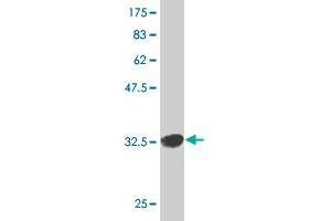 Western Blot detection against Immunogen (35.