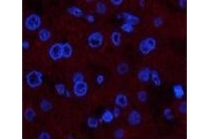 Immunofluorescence analysis of Human liver tissue using COL4A1 Monoclonal Antibody at dilution of 1:200.