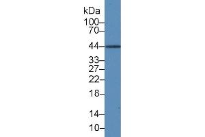 Detection of IL19 in Rat Liver lysate using Monoclonal Antibody to Interleukin 19 (IL19)