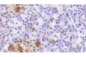 Detection of GCG in Human Pancreas Tissue using Polyclonal Antibody to Glucagon (GCG) (Glucagon anticorps  (AA 23-180))