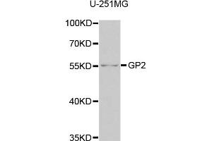 Western blot analysis of extracts of U-251MG cells, using GP2 antibody (ABIN5975023) at 1/1000 dilution. (GP2 anticorps)