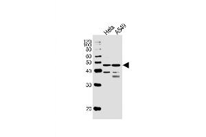 Western Blot at 1:1000 dilution Lane 1: Hela whole cell lysates Lane 2: A549 whole cell lysates Lysates/proteins at 20 ug per lane. (NFIC anticorps  (AA 180-208))