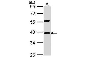 WB Image Sample (30 ug of whole cell lysate) A: Hep G2 , 10% SDS PAGE antibody diluted at 1:1000