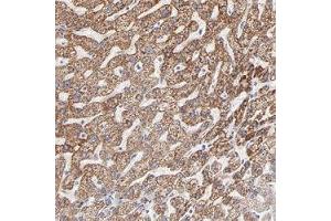 Immunohistochemical staining (Formalin-fixed paraffin-embedded sections) of human liver shows strong cytoplasmic positivity in hepatocyte cells. (TST anticorps)