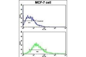 Flow cytometric analysis of MCF-7 cells using DSG2 Antibody (N-term ) (bottom histogram) compared to a negative control cell (top histogram). (Desmoglein 2 anticorps  (N-Term))
