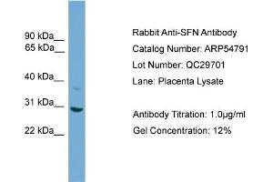WB Suggested Anti-SFN  Antibody Titration: 0. (14-3-3 sigma/SFN anticorps  (N-Term))