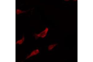 ABIN6269260 staining 293 by IF/ICC.