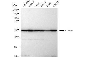 Western blotting analysis using ATP5A1 antibody (ABIN7797680).