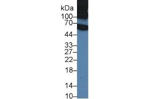 Western Blot; Sample: Rat Serum; Primary Ab: 1µg/ml Rabbit Anti-Rat ITIH1 Antibody Second Ab: 0. (ITIH1 anticorps  (AA 412-664))