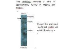 Image no. 1 for anti-Aryl Hydrocarbon Receptor (AHR) antibody (ABIN790782) (Aryl Hydrocarbon Receptor anticorps)