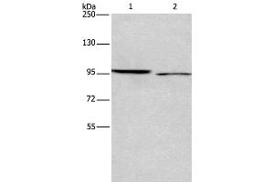 Western Blot analysis of 293T and Hela cell using ICAM5 Polyclonal Antibody at dilution of 1:500 (ICAM5 anticorps)