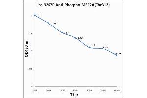 Antigen: 0. (MEF2A anticorps  (pThr312))