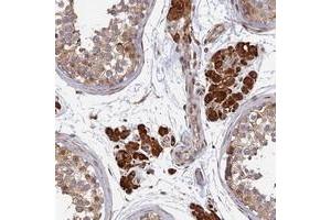 Immunohistochemical staining of human testis with OR14J1 polyclonal antibody  shows strong cytoplasmic positivity in Leydig cells at 1:20-1:50 dilution. (OR14J1 anticorps)