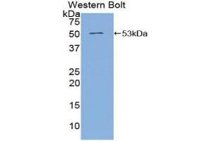 Western Blotting (WB) image for anti-Angiopoietin 4 (ANGPT4) (AA 305-503) antibody (ABIN3208134) (Angiopoietin 4 anticorps  (AA 305-503))