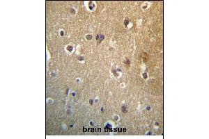 HDAC3 Antibody (C-term) (ABIN657220 and ABIN2846325) immunohistochemistry analysis in formalin fixed and paraffin embedded human brain tissue followed by peroxidase conjugation of the secondary antibody and DAB staining.