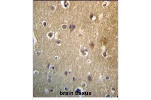 HDAC3 Antibody (C-term) (ABIN657220 and ABIN2846325) immunohistochemistry analysis in formalin fixed and paraffin embedded human brain tissue followed by peroxidase conjugation of the secondary antibody and DAB staining. (HDAC3 anticorps  (C-Term))