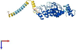 AlphaFold protein structure predicition of Mouse Recombinant Asb5 Protein, UniprotID Q9D1A4
