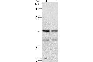 Western blot analysis of Hela and 293T cell, using CDK4 Polyclonal Antibody at dilution of 1:450