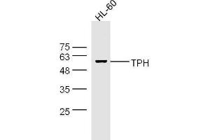 HL-60 cell lysates probed with Rabbit Anti-Trptophan Hydroxylase Polyclonal Antibody, Unconjugated  at 1:500 for 90 min at 37˚C. (Trptophan Hydroxylase (AA 31-150) anticorps)