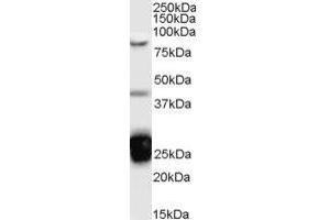 Image no. 1 for anti-TIA1 Cytotoxic Granule-Associated RNA Binding Protein (TIA1) (Internal Region) antibody (ABIN374795) (TIA1 anticorps  (Internal Region))