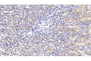 Detection of HGF in Mouse Kidney Tissue using Polyclonal Antibody to Hepatocyte Growth Factor (HGF)