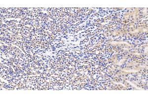 Detection of HGF in Mouse Kidney Tissue using Polyclonal Antibody to Hepatocyte Growth Factor (HGF) (HGF anticorps  (AA 482-710))
