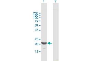 Western Blot analysis of GINS1 expression in transfected 293T cell line by GINS1 MaxPab polyclonal antibody. (GINS1 anticorps  (AA 1-196))