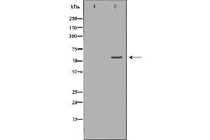 Western blot analysis of Hela whole cell lysates, using AIRE Antibody.