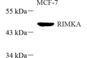 Western blot analysis of RIMKA (ABIN7075427) at dilution of 1: 500 (RIMKLA anticorps)