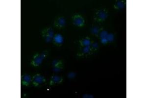 Anti-ANXA3 mouse monoclonal antibody (ABIN2453991) immunofluorescent staining of COS7 cells transiently transfected by pCMV6-ENTRY ANXA3 (RC201540). (Annexin A3 anticorps)