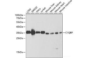 Western blot analysis of extracts of various cell lines using C1QBP Polyclonal Antibody at dilution of 1:1000. (C1QBP anticorps)