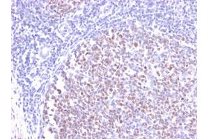 Formalin-fixed, paraffin-embedded human Tonsil stained with BCL-6 Rabbit Recombinant Monoclonal Antibody (BCL6/2497R).