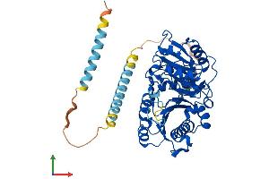 AlphaFold protein structure predicition of Human Recombinant MGAT1 Protein, UniprotID P26572