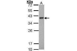 WB Image Sample (30 ug of whole cell lysate) A: Hela 12% SDS PAGE antibody diluted at 1:1000 (SPI1 anticorps  (Center))