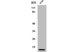 Western Blot analysis of RAW264. (RPL3 anticorps  (C-Term))
