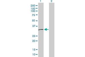 Western Blot analysis of HLA-DMB expression in transfected 293T cell line by HLA-DMB MaxPab polyclonal antibody.