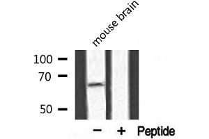 Western blot analysis of extracts from mouse brain, using APPBP2 antibody. (APPBP2 anticorps  (Internal Region))